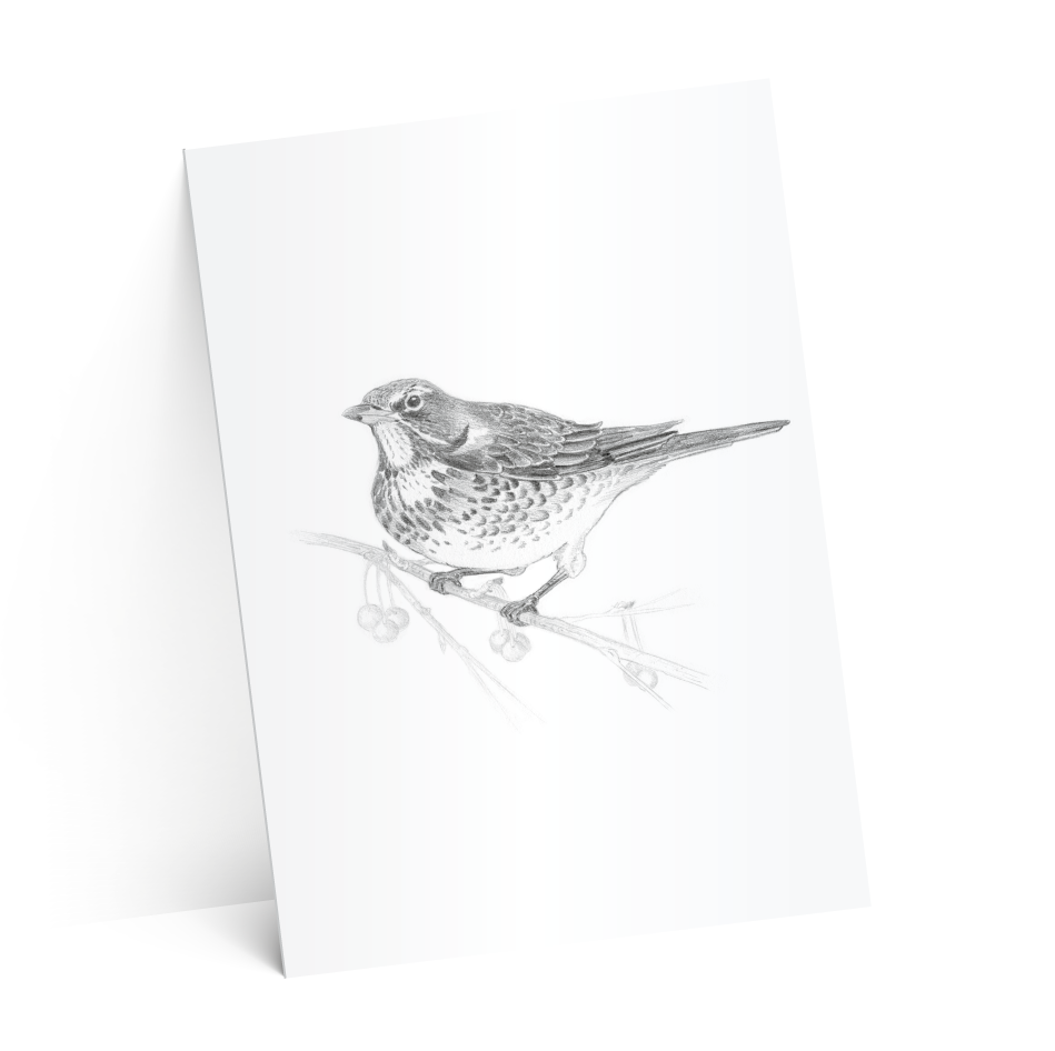 carton suze-test-2-ombres-4