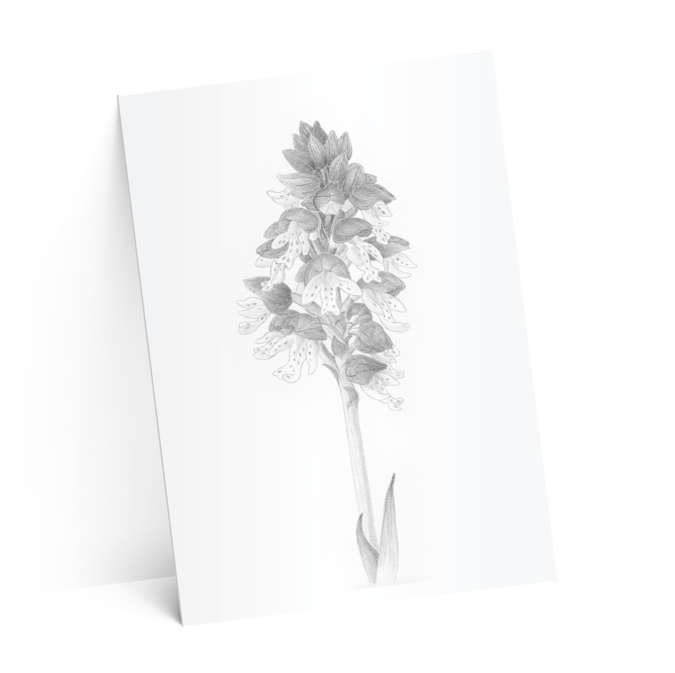 carton suze-test-2-ombres-4